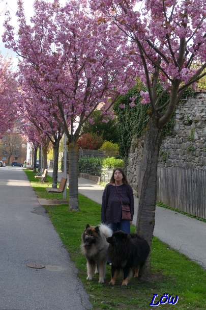 19.4.2025 - Blühende Friedrichsallee